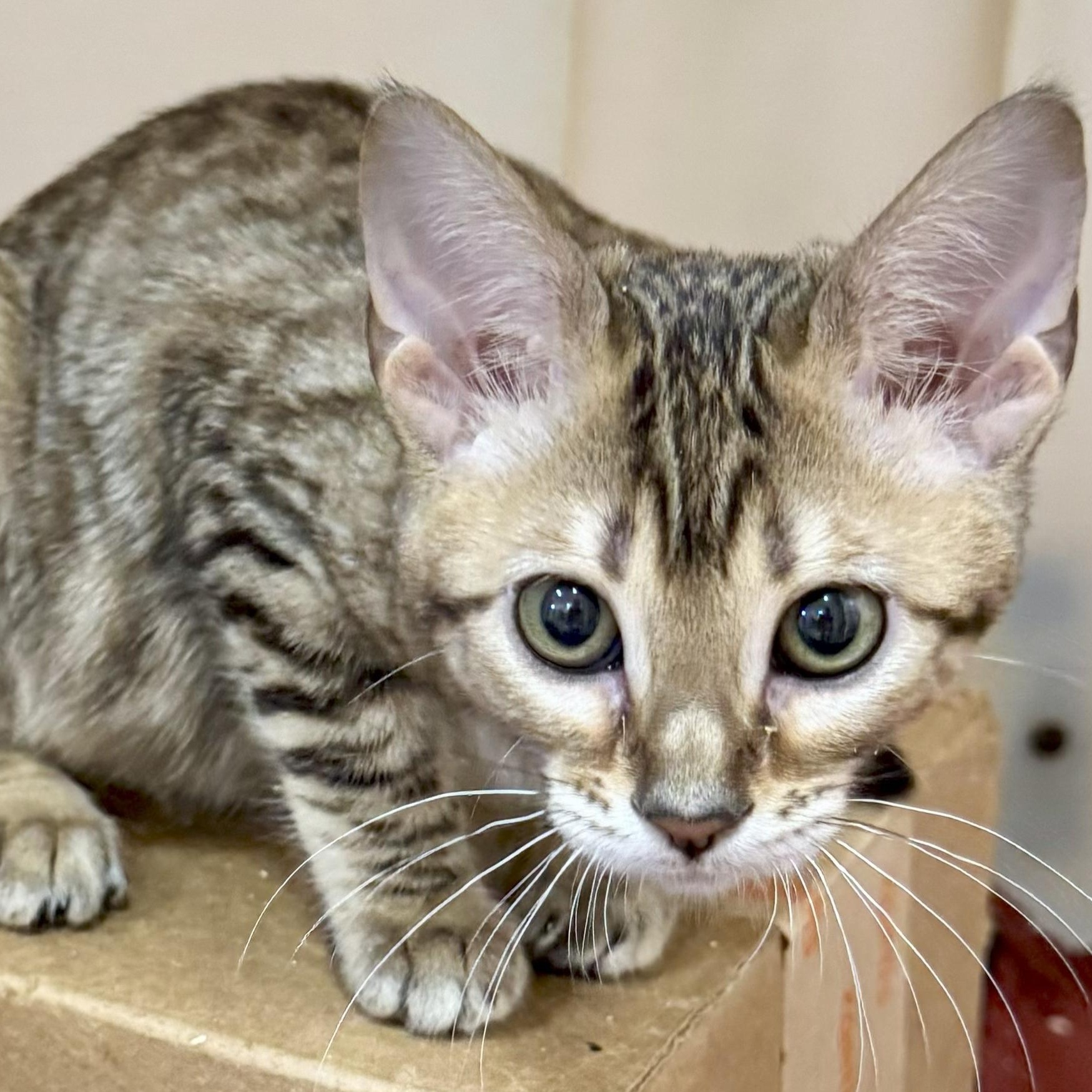 CAT FOSTERS NEEDED