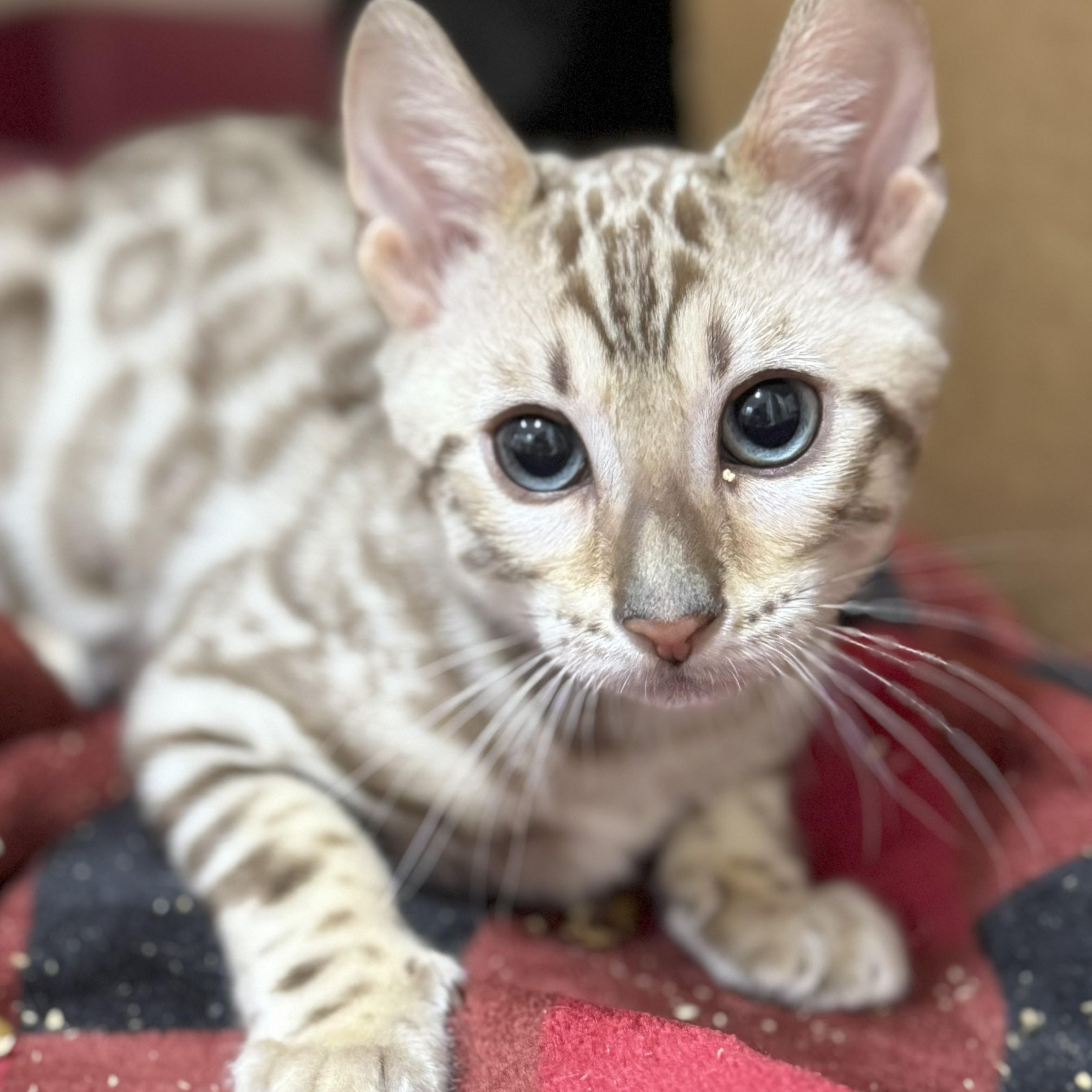 CAT FOSTERS NEEDED