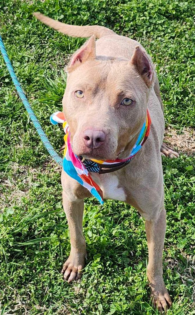 Enlarge Karen, a Adopted mixed breed in New Iberia, LA image 1/2