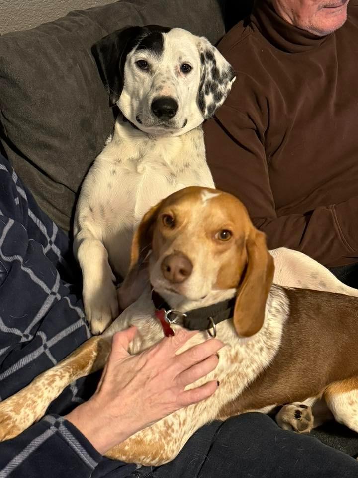 Scotty, Adoptable, Adult Male Beagle.