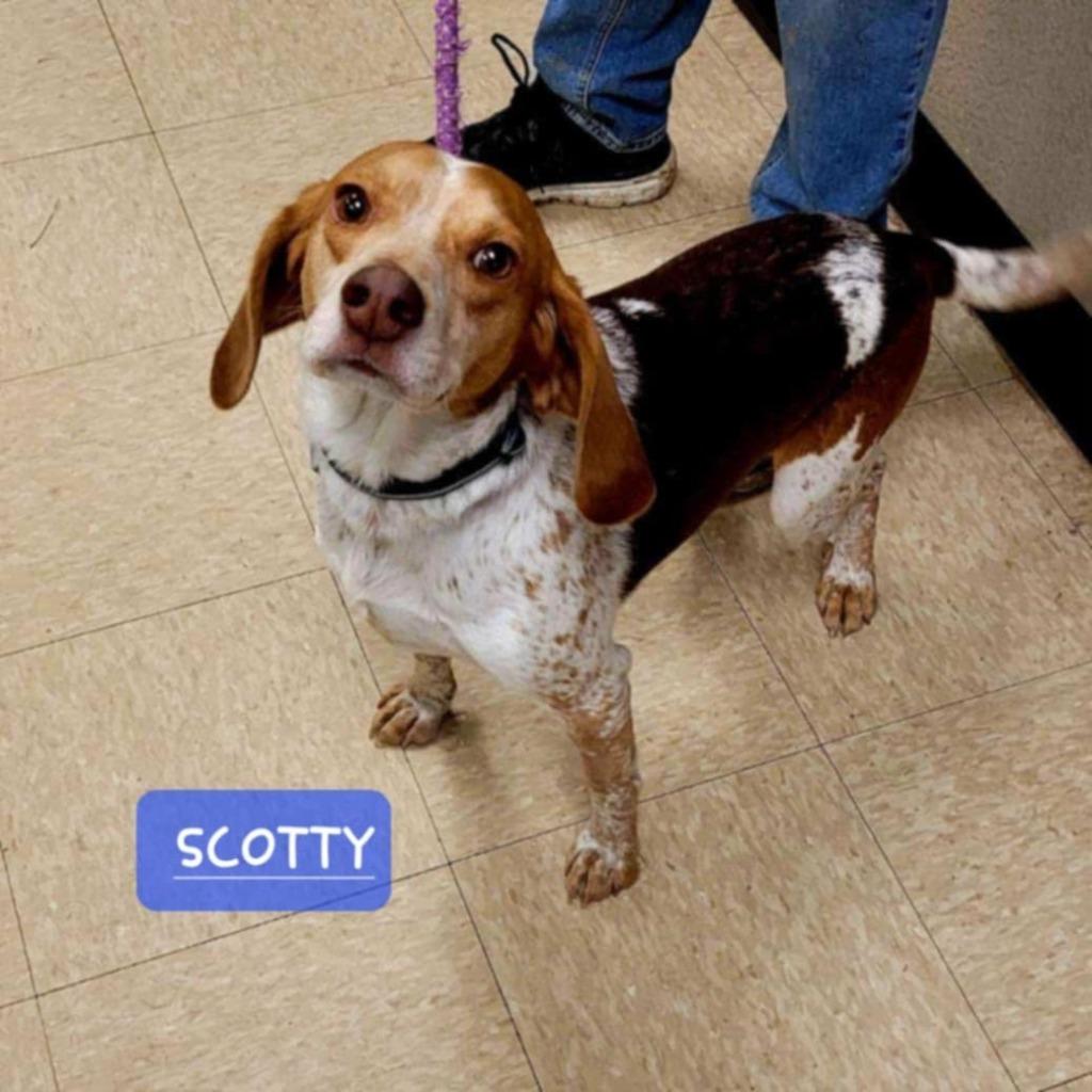 Scotty, a Adoptable Beagle image 2/3