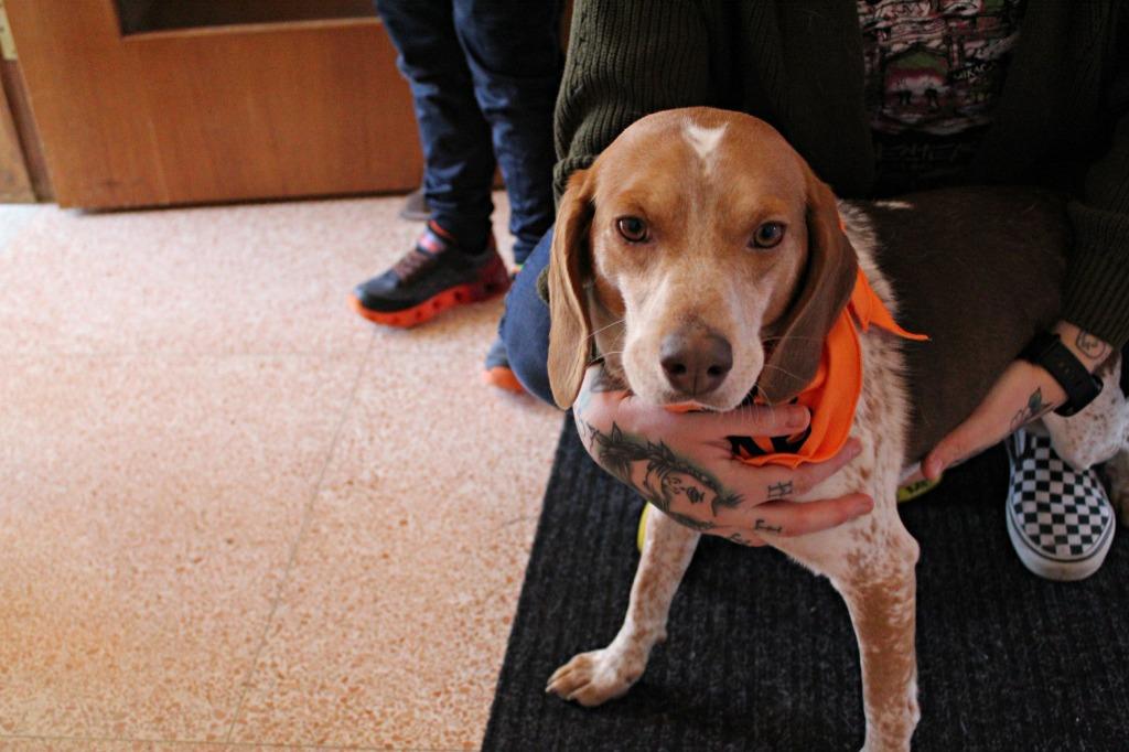 Scotty, a Adoptable Beagle image 3/3