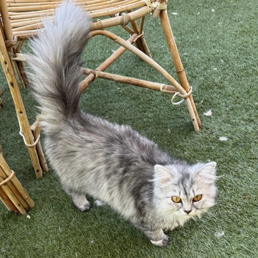 Tiff, an adoptable Persian, Siberian in Brampton, ON, L6P 2E9 | Photo Image 3