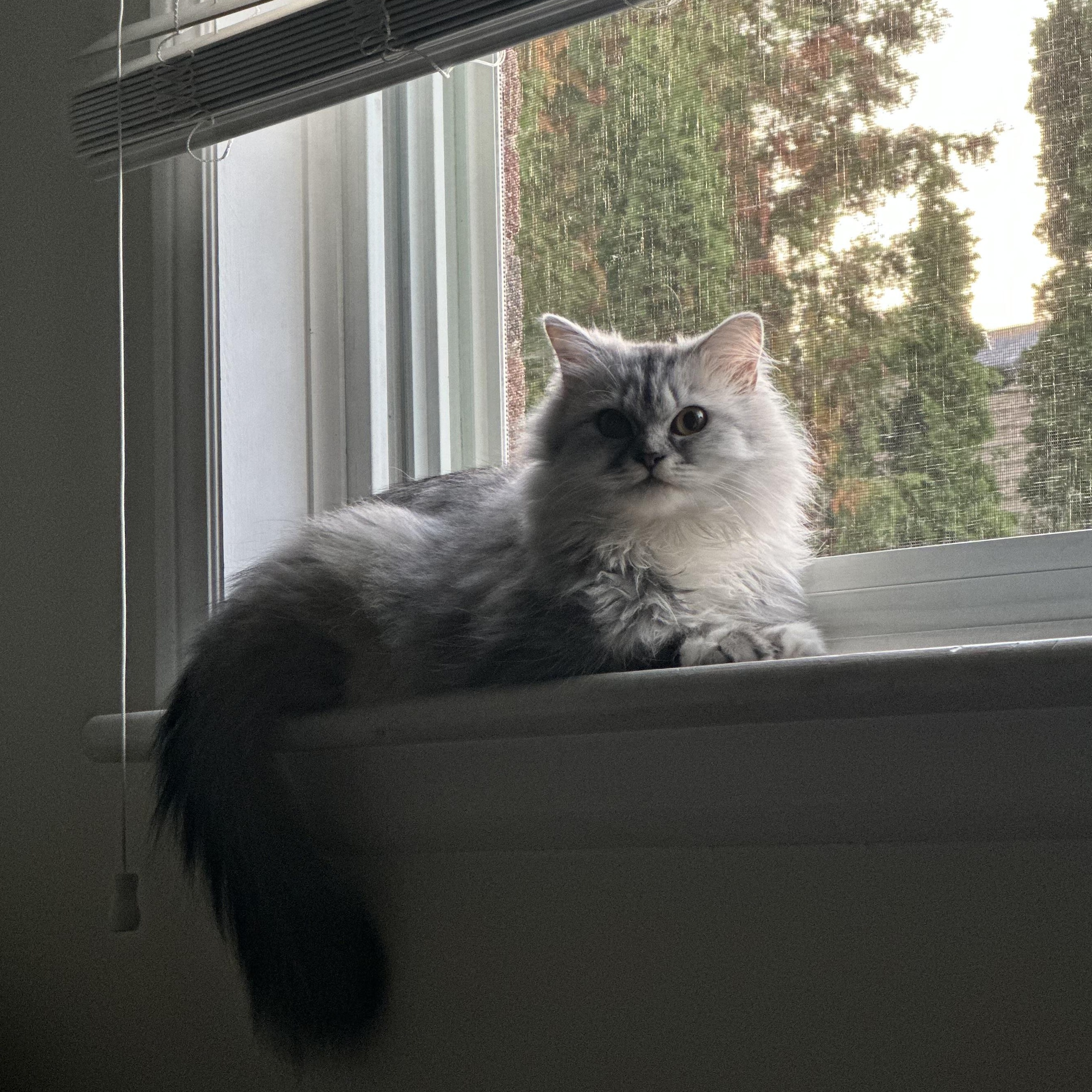 Tiff, an adoptable Persian, Siberian in Brampton, ON, L6P 2E9 | Photo Image 4