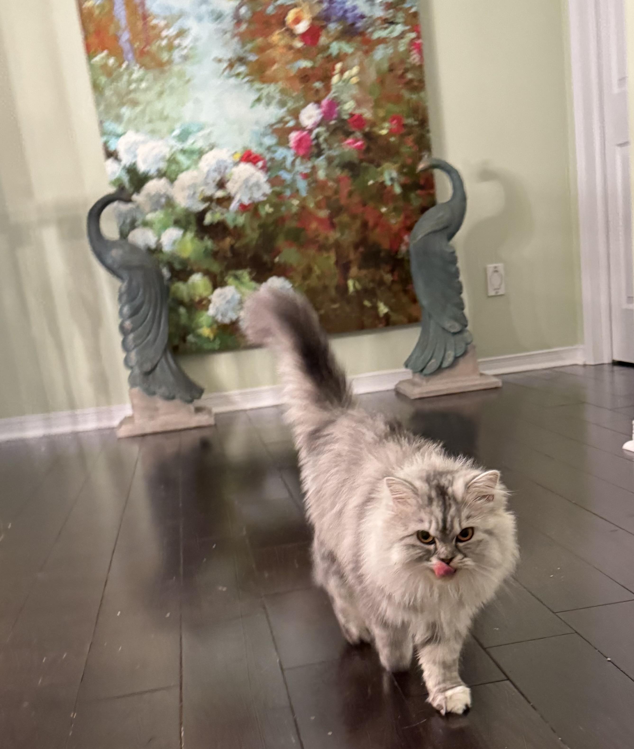 Tiff, an adoptable Persian, Siberian in Brampton, ON, L6P 2E9 | Photo Image 2
