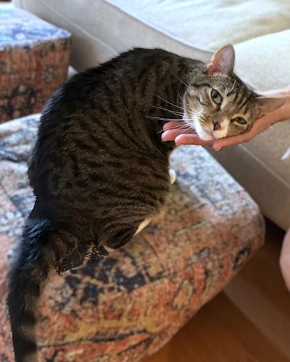 Boyoyoing, a Adoptable Domestic Short Hair in Washington, DC image 1/3