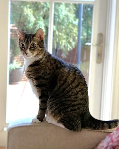 Boyoyoing, a Adoptable Domestic Short Hair in Washington, DC image 3/3