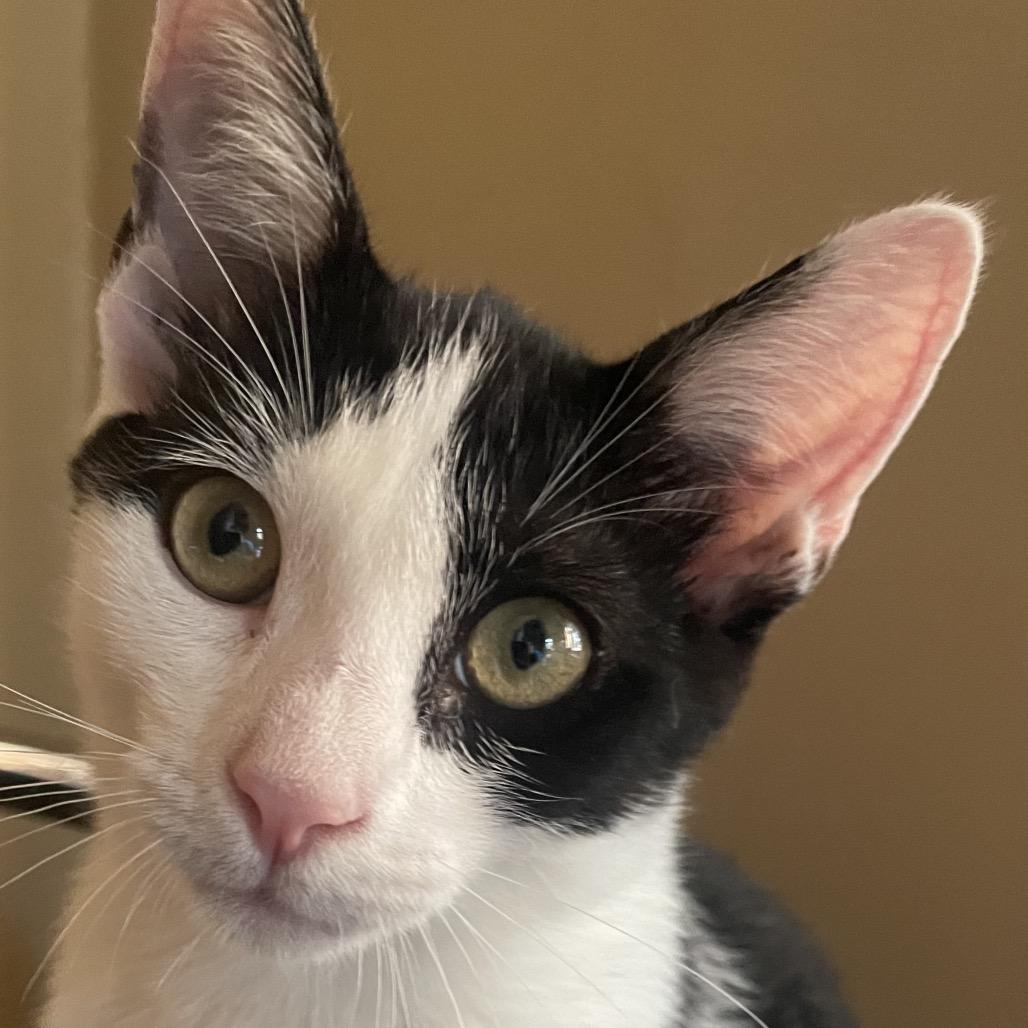 Enlarge Jersey, a Adoptable Domestic Short Hair in Mount Laurel, NJ image 1/3