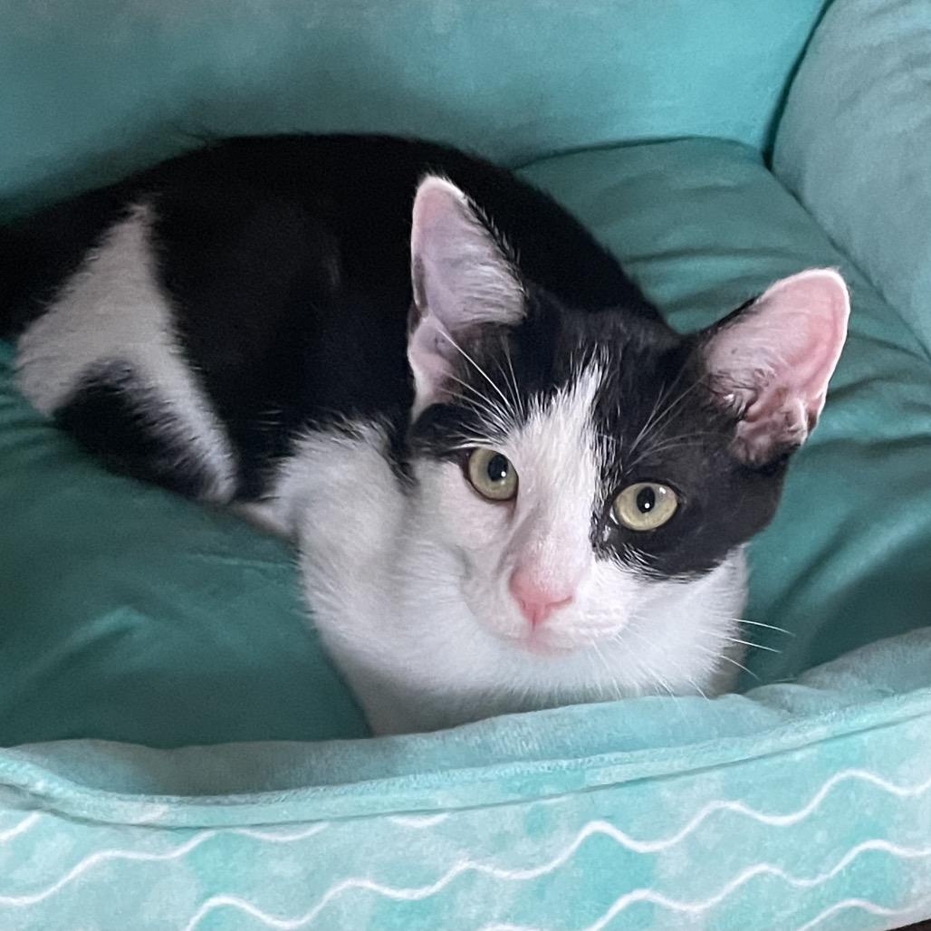 Enlarge Jersey, a Adoptable Domestic Short Hair in Mount Laurel, NJ image 2/3