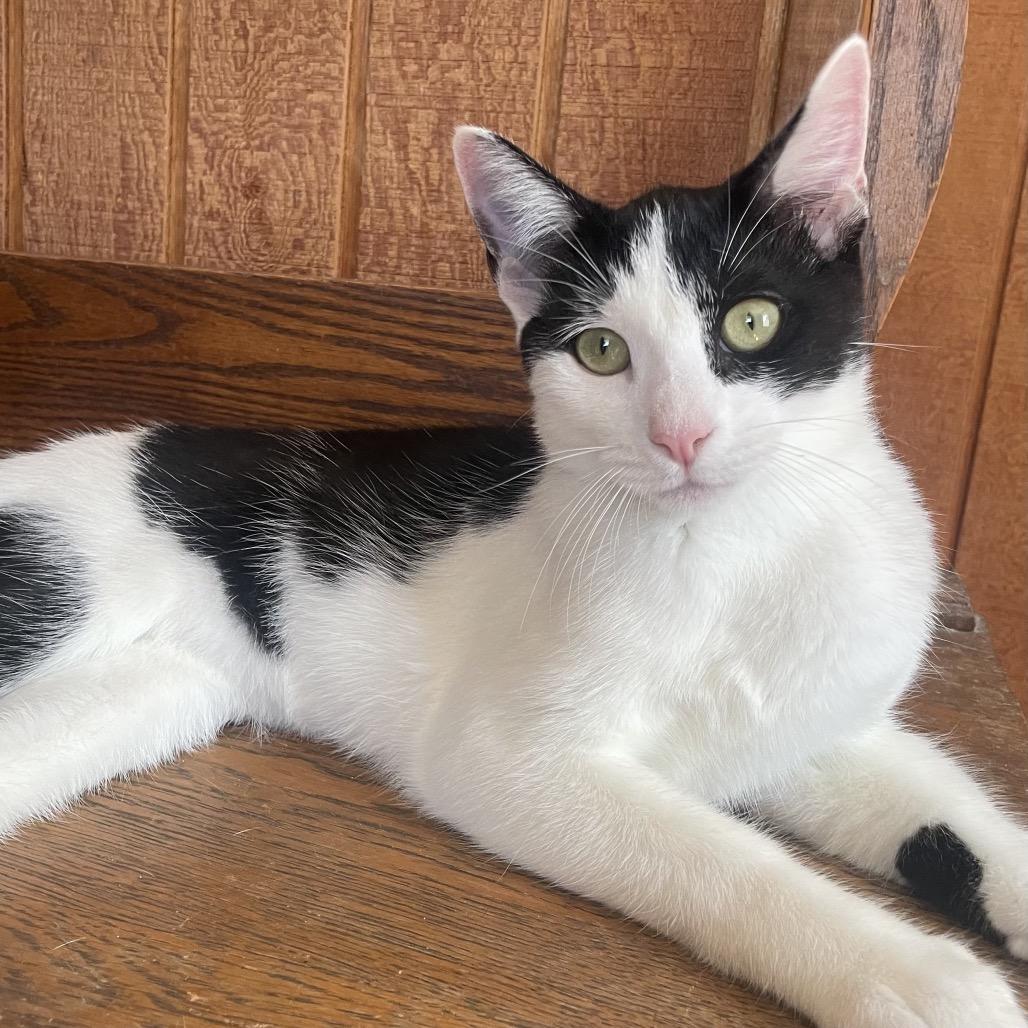 Enlarge Jersey, a Adoptable Domestic Short Hair in Mount Laurel, NJ image 3/3