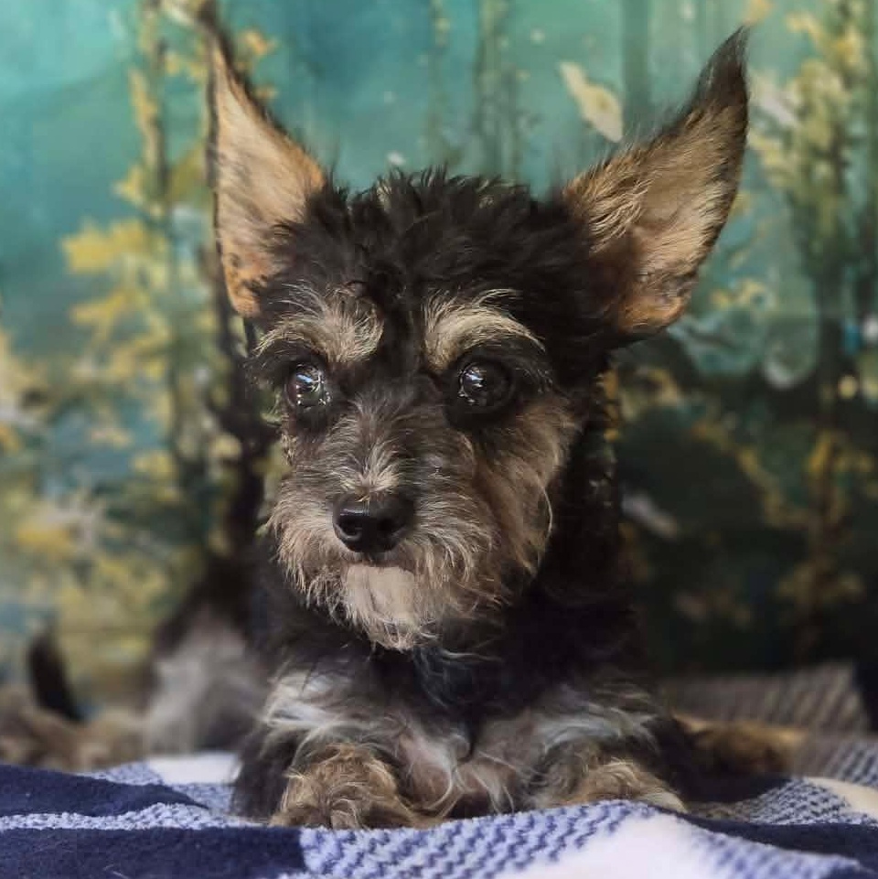 Enlarge Florian, a Adoptable mixed breed in Montvale, NJ image 1/2