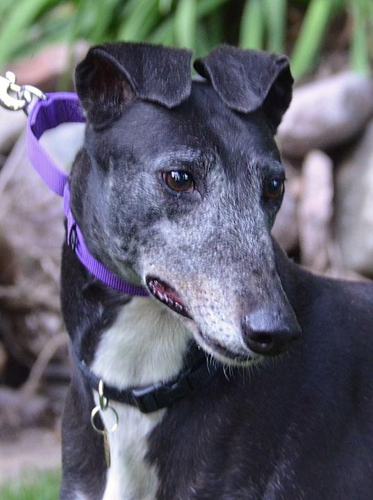 Enlarge Mothra, a Adopted Greyhound in Minneapolis, MN image 1/3