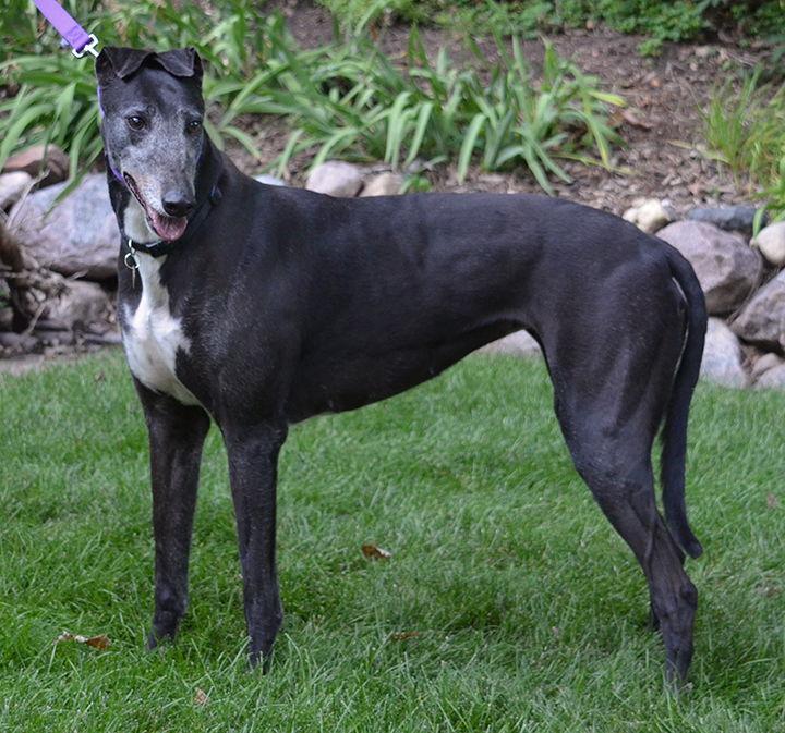 Enlarge Mothra, a Adopted Greyhound in Minneapolis, MN image 2/3