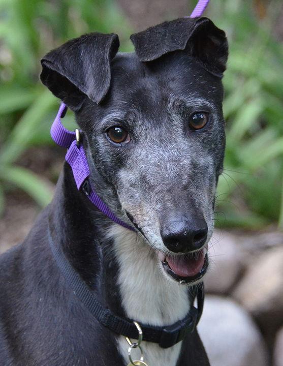 Enlarge Mothra, a Adopted Greyhound in Minneapolis, MN image 3/3