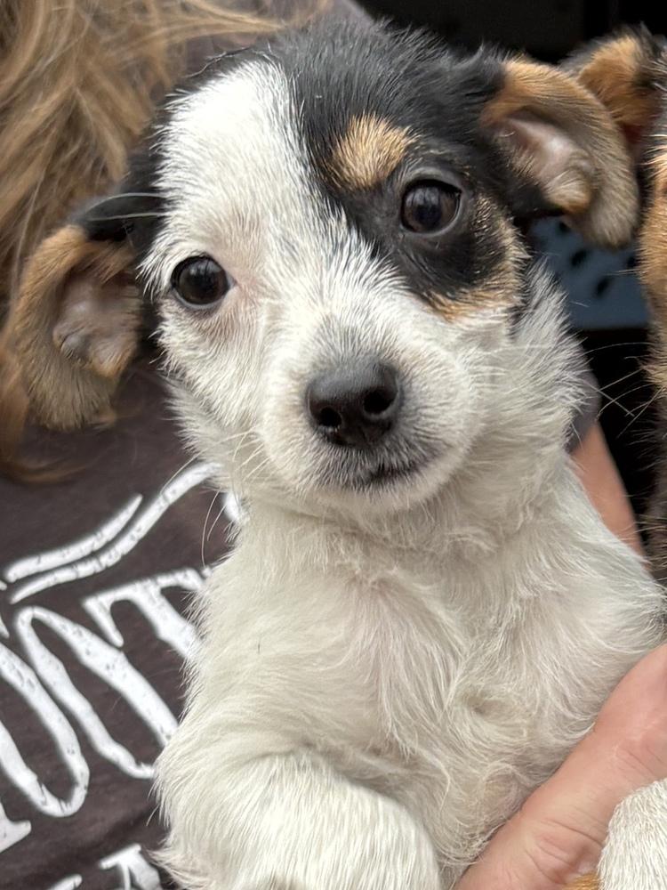 Enlarge Fiona, a Adoptable mixed breed in Irwin, PA image 3/4
