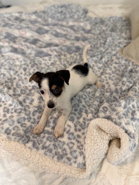 Enlarge Fiona, a Adoptable mixed breed in Irwin, PA image 2/4