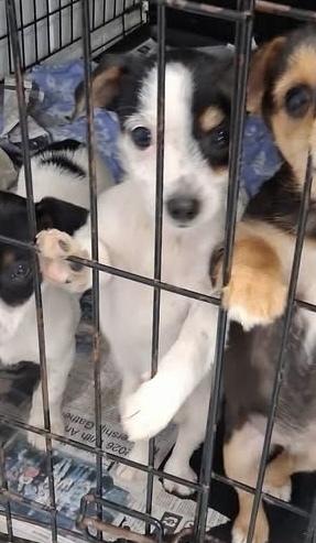 Enlarge Fiona, a Adoptable mixed breed in Irwin, PA image 4/4