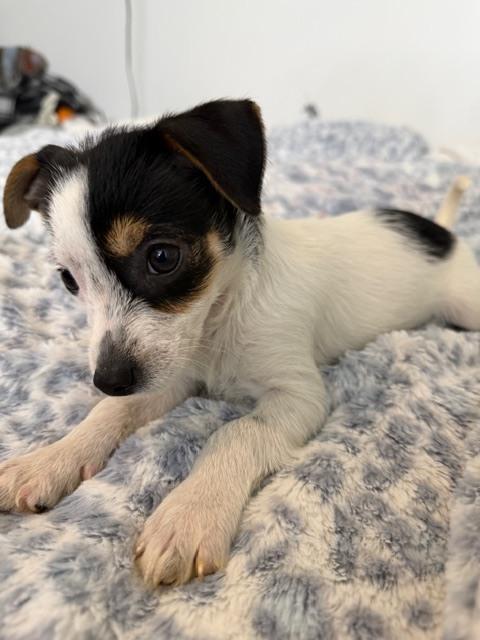 Fiona, Adoptable, Puppy Female Jack Russell Terrier & Mixed Breed.