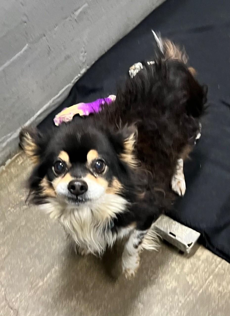 Enlarge Tucker, an adopted Chihuahua in Edinburg, VA image 1/1