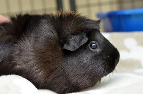 Enlarge Guinea Pig, a Adoptable Guinea Pig in Sanford, FL image 1/2