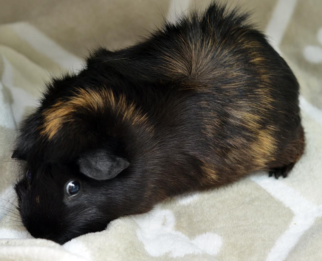 Enlarge Guinea Pig, a Adoptable Guinea Pig in Sanford, FL image 2/2