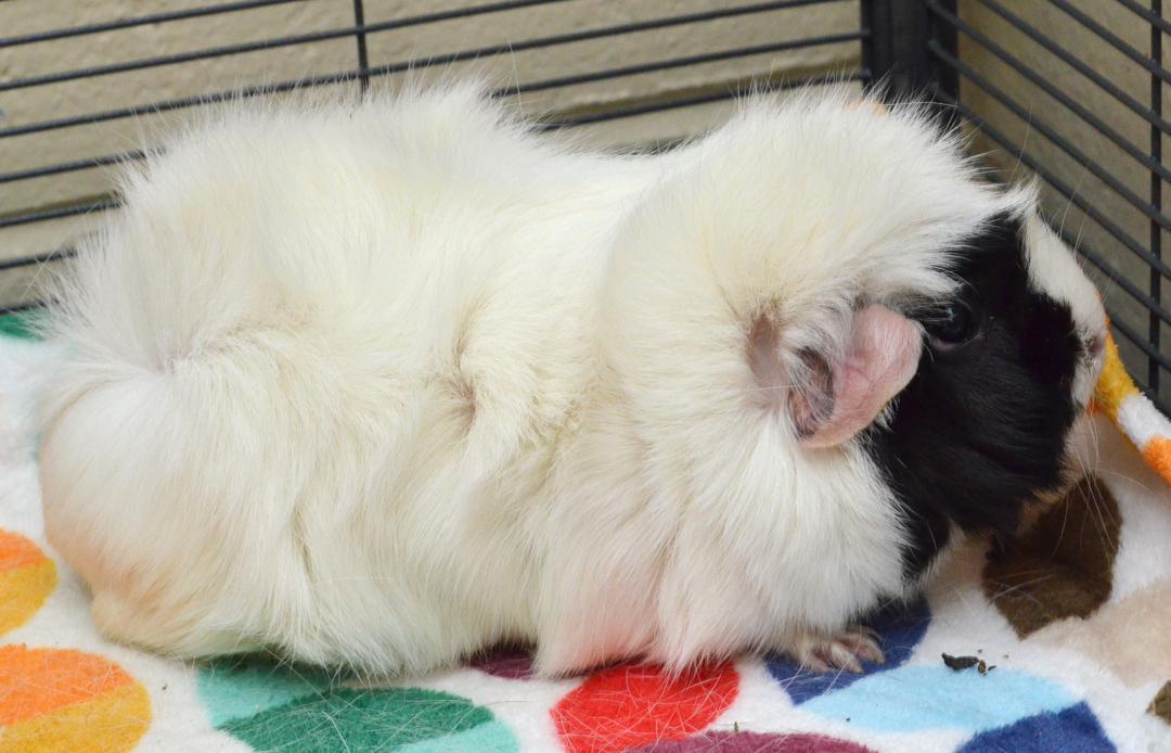 Enlarge Guinea Pig, an adoptable Guinea Pig in Sanford, FL image 1/1