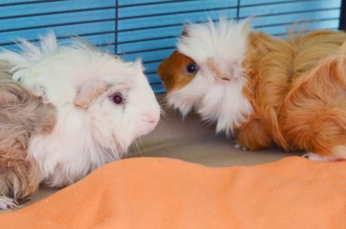 Guinea Pig, adoptable, Adult Male Guinea Pig.