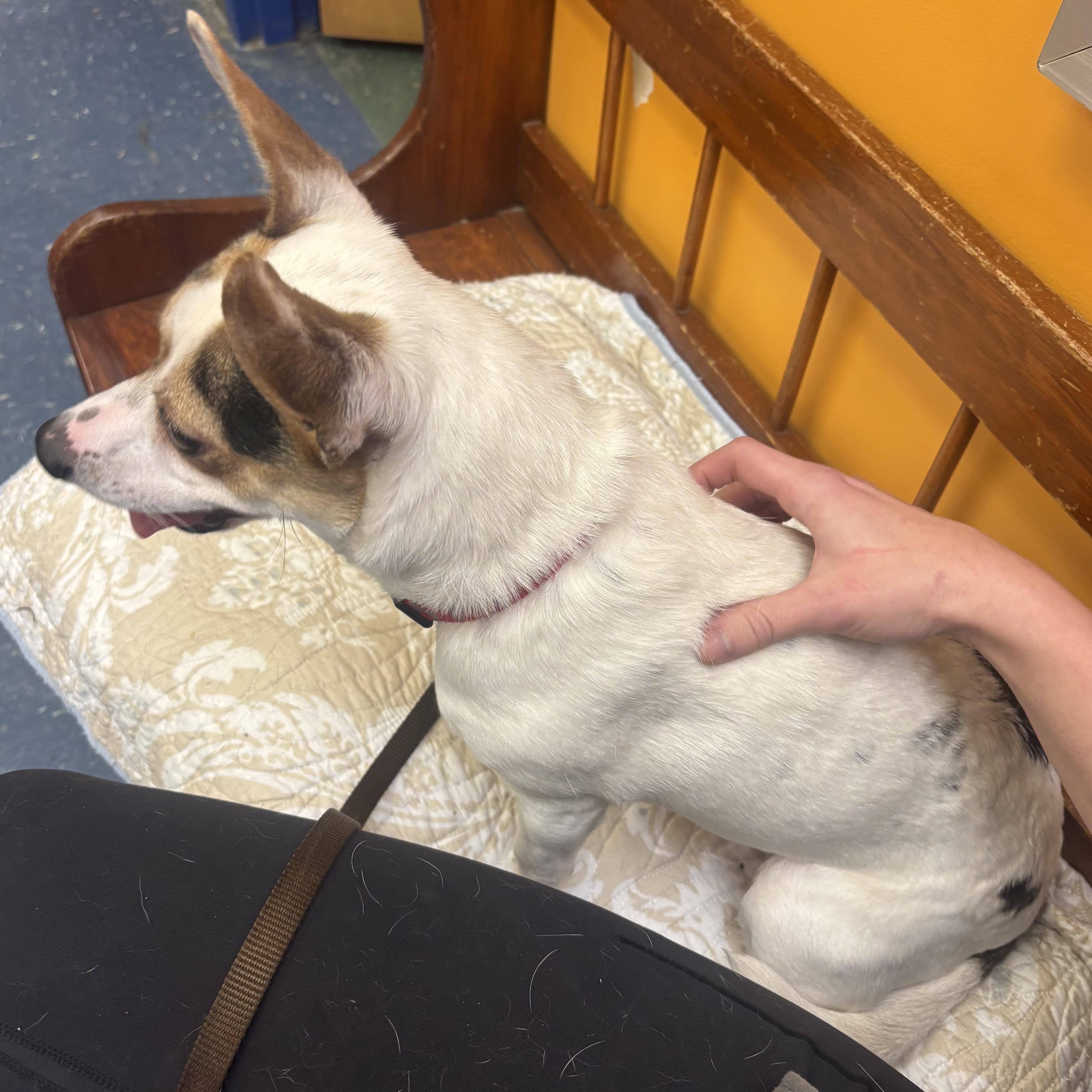 Enlarge Marty, a ADOPTABLE mixed breed in Waynesburg, PA image 3/5