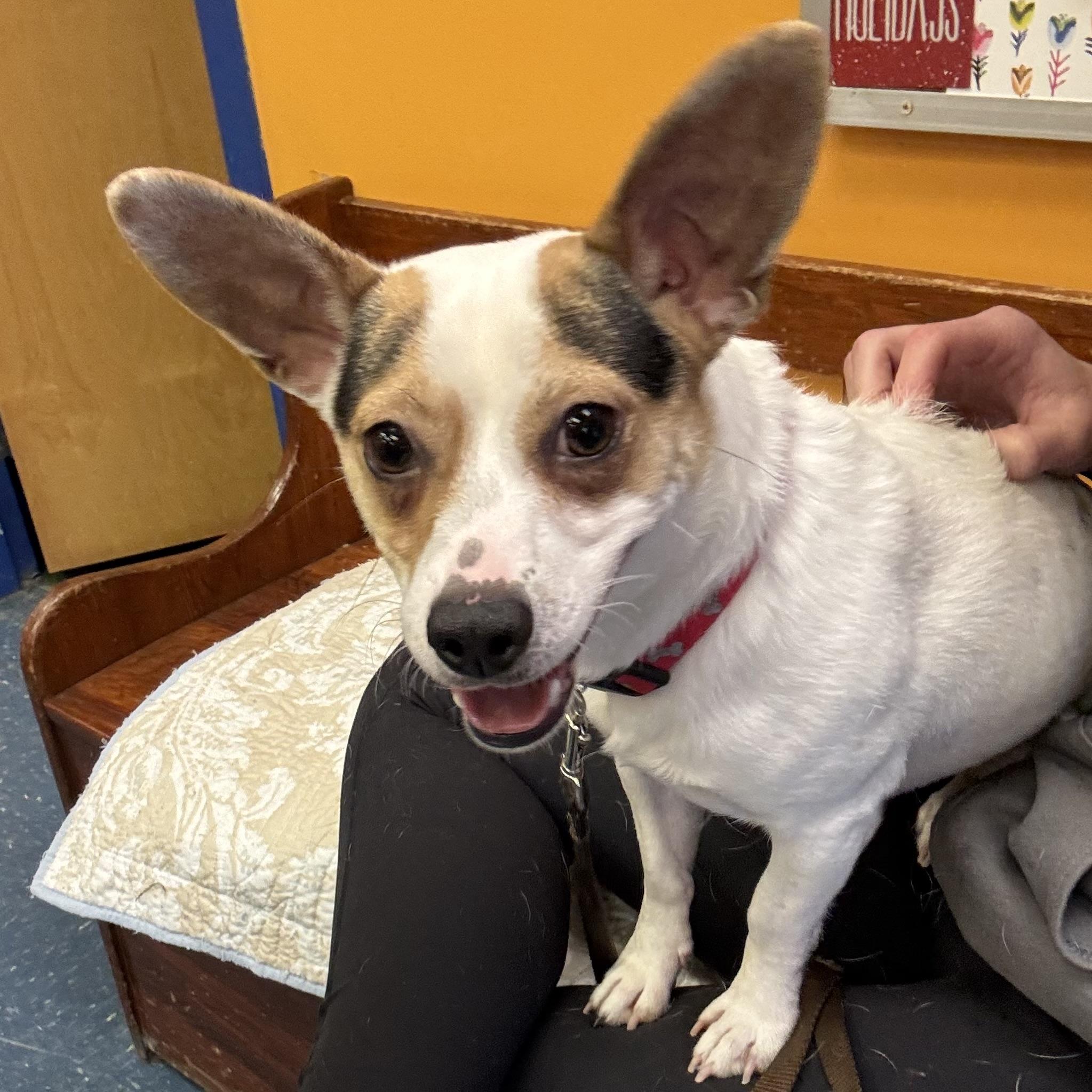 Enlarge Marty, a ADOPTABLE mixed breed in Waynesburg, PA image 5/5