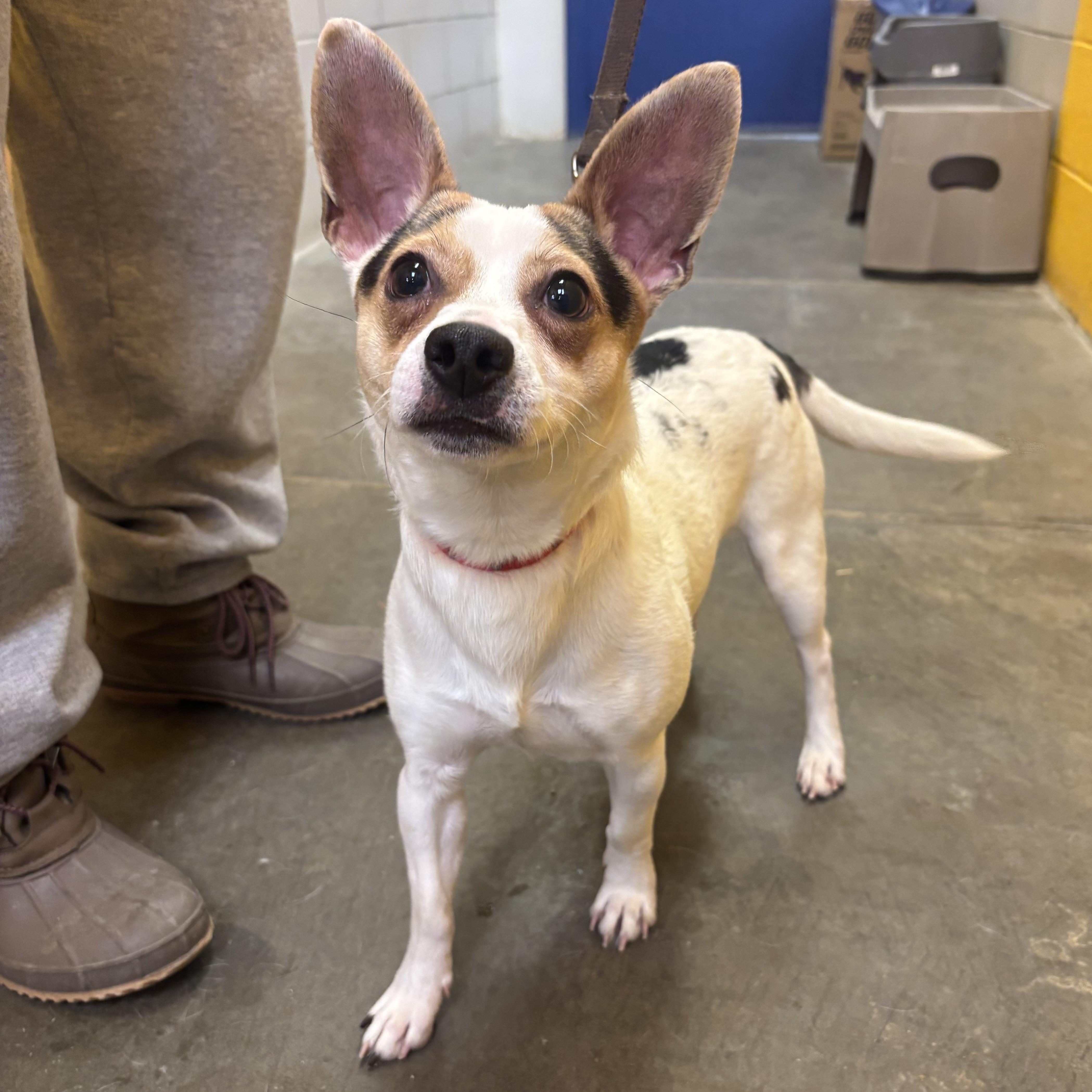 Enlarge Marty, a ADOPTABLE mixed breed in Waynesburg, PA image 2/5