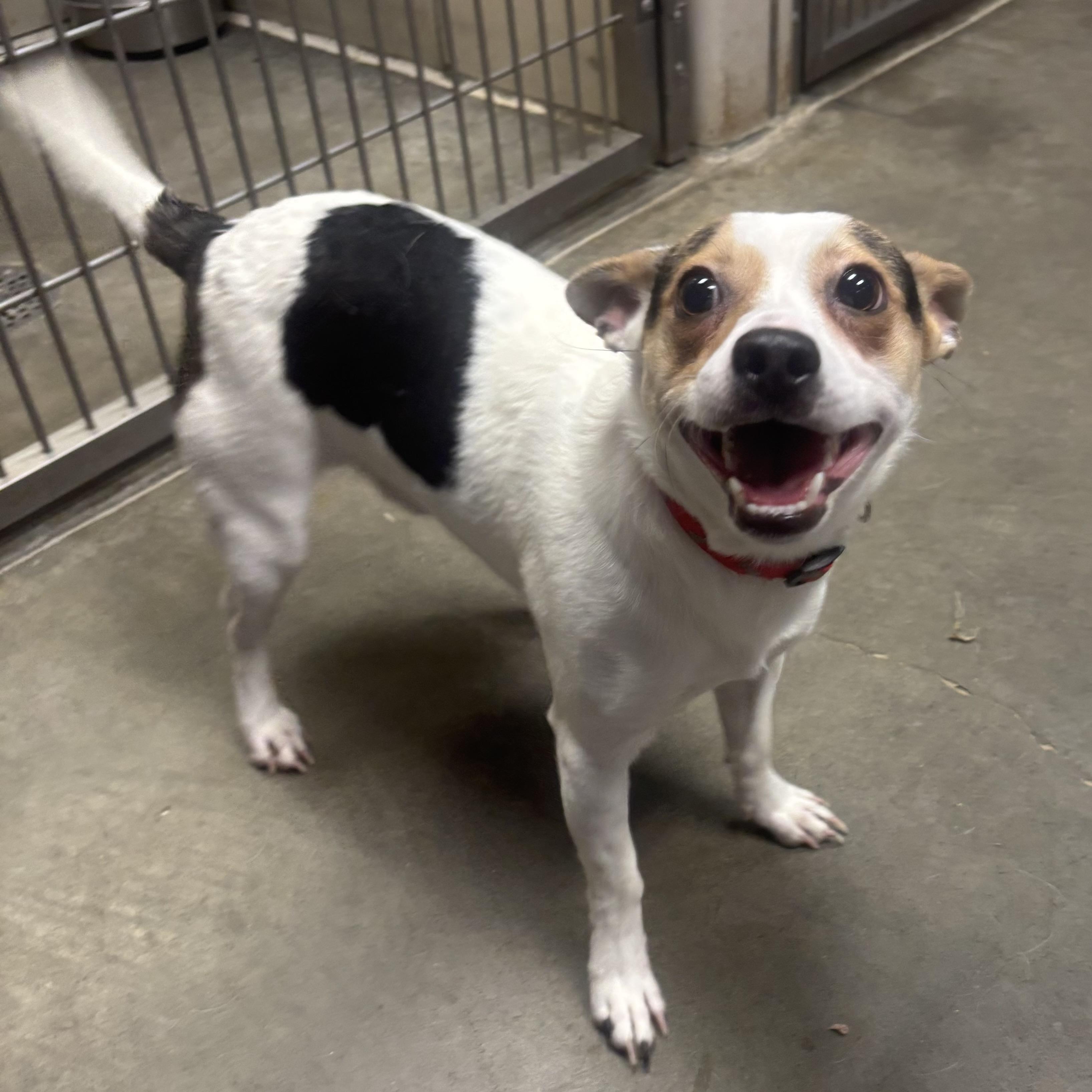 Enlarge Marty, a ADOPTABLE mixed breed in Waynesburg, PA image 4/5