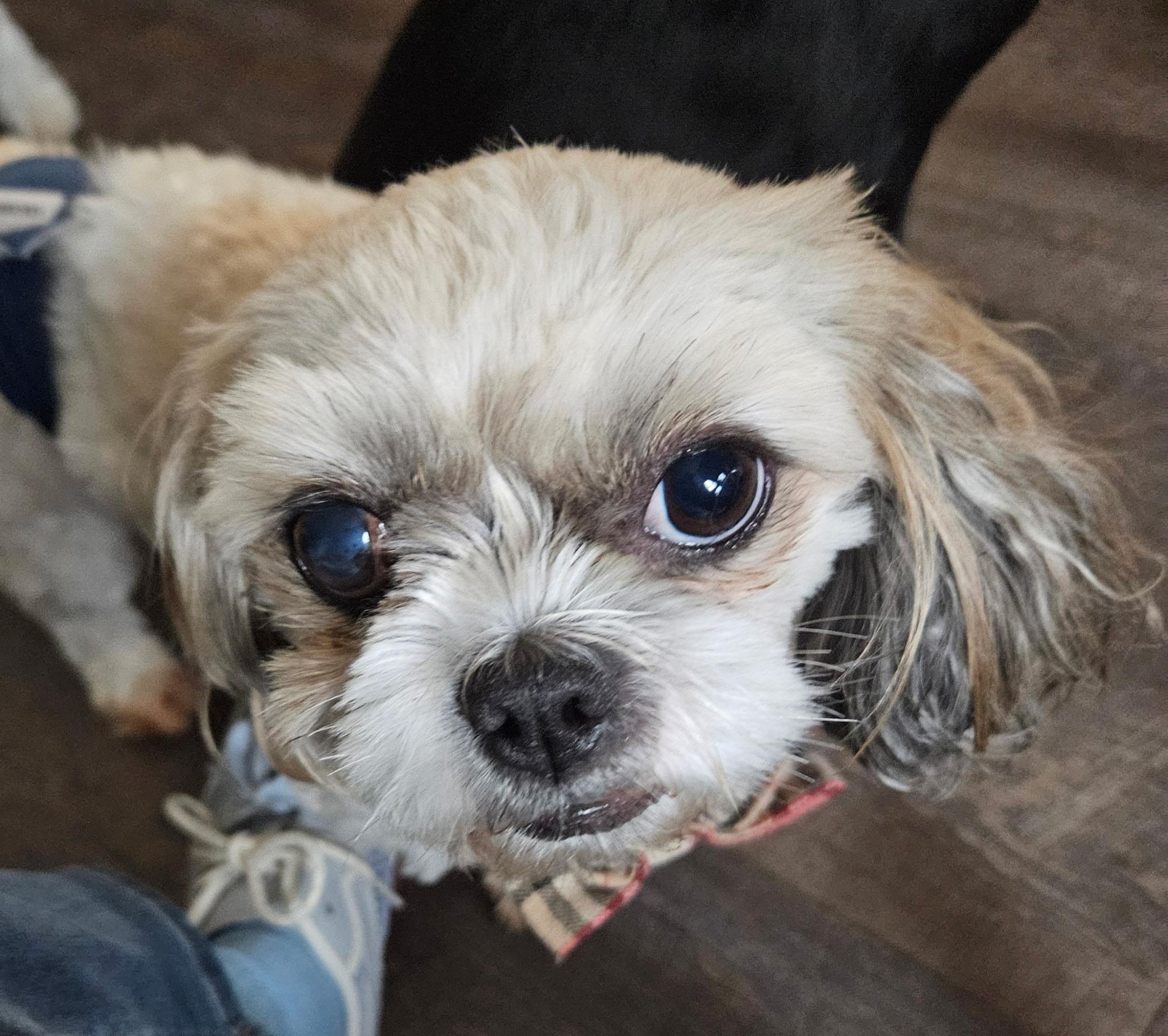 Tyler, Adoptable, Adult Male Shih Tzu.