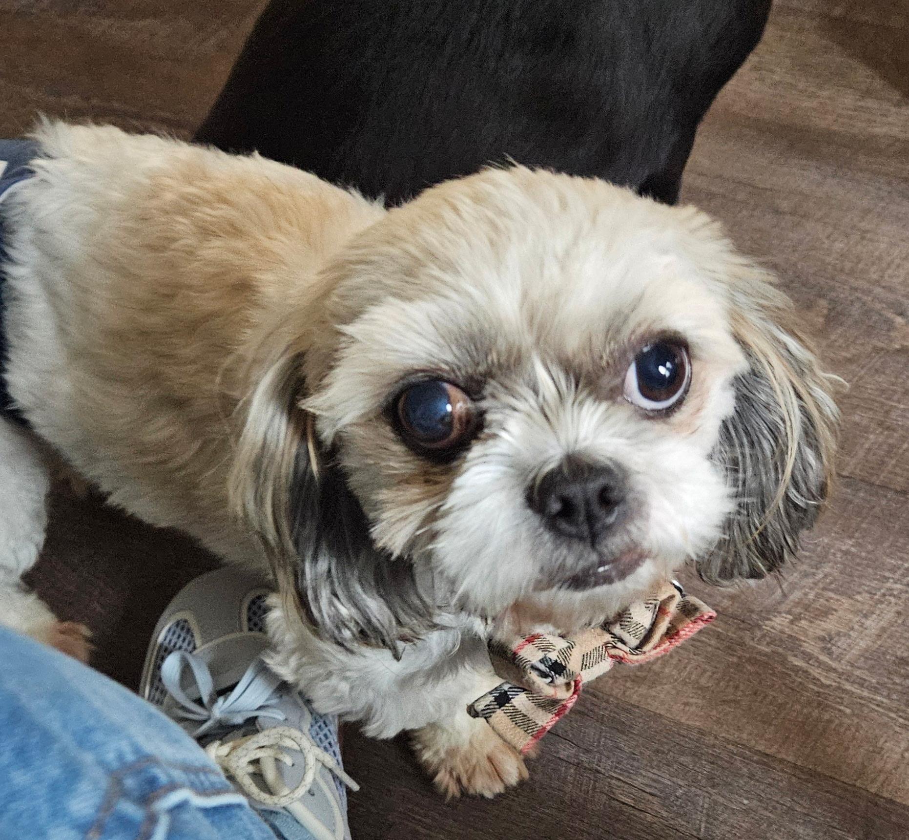 Enlarge Tyler, a Adoptable Shih Tzu in Fenton, MI image 3/4