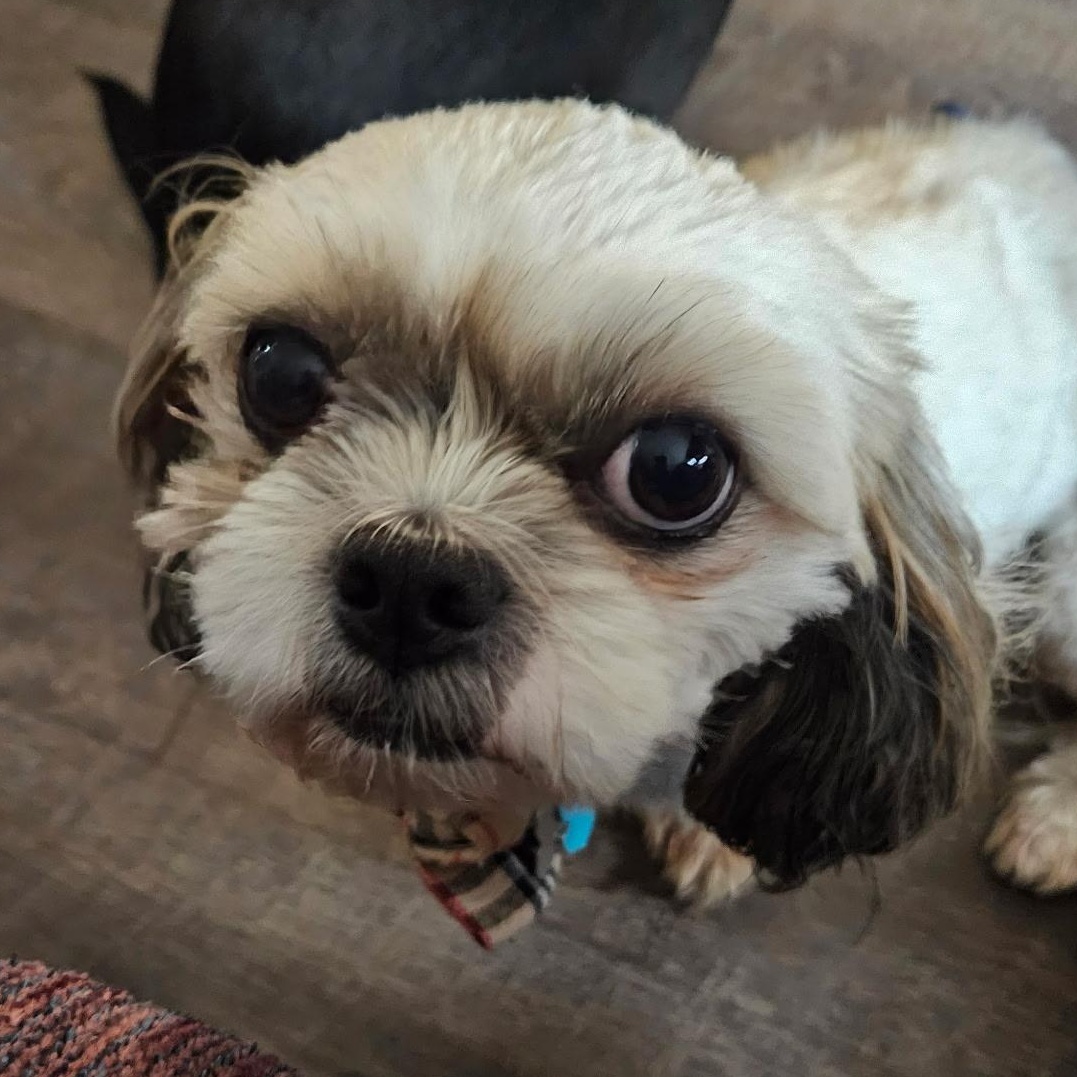 Enlarge Tyler, a Adoptable Shih Tzu in Fenton, MI image 2/4