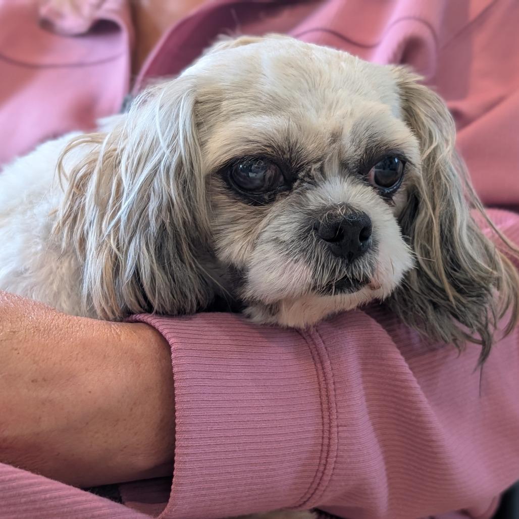 Enlarge Tyler, a Adoptable Shih Tzu in Fenton, MI image 4/4