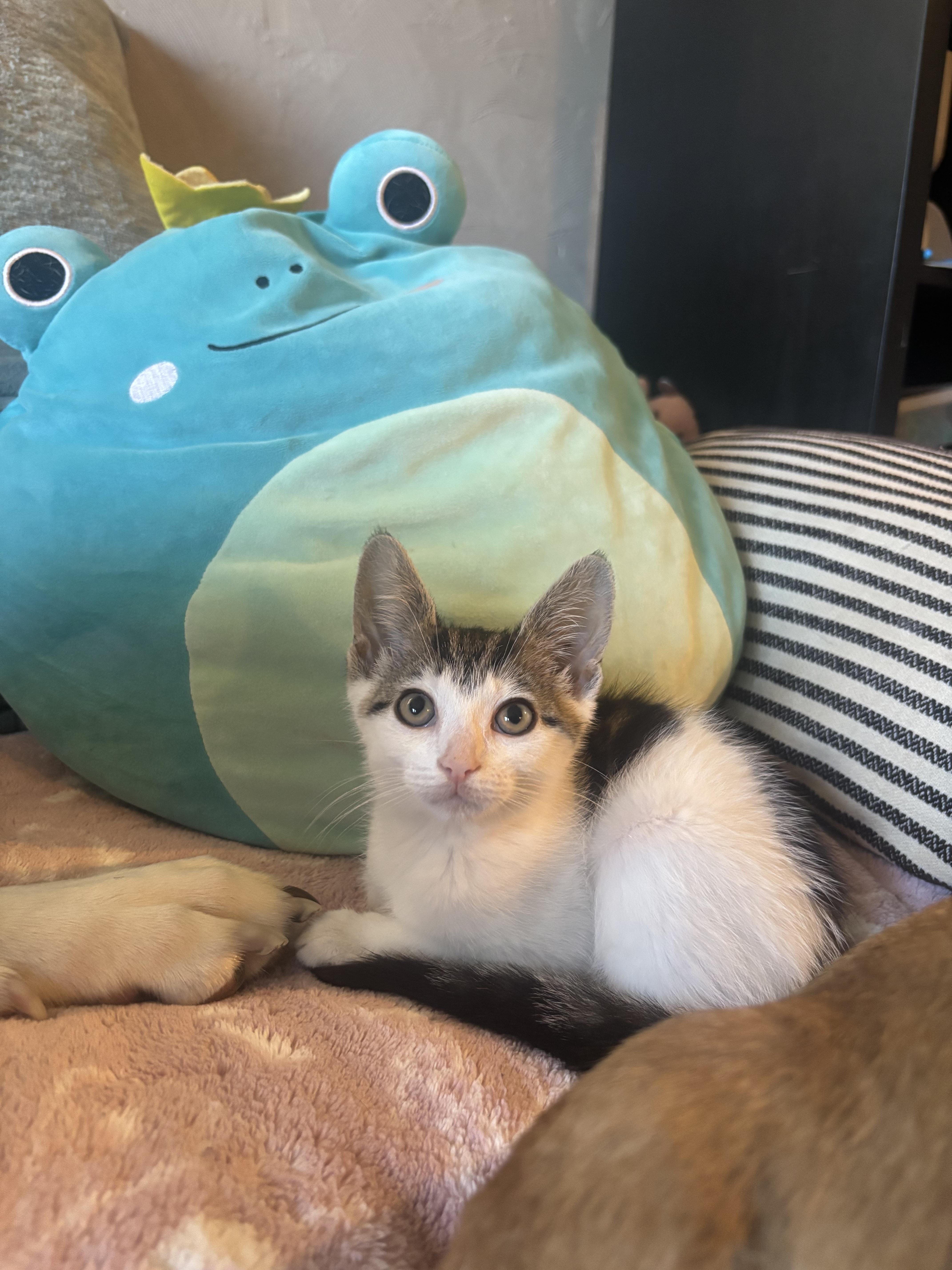 Wilson, a ADOPTABLE Domestic Short Hair in Haddon Heights, NJ image 2/4