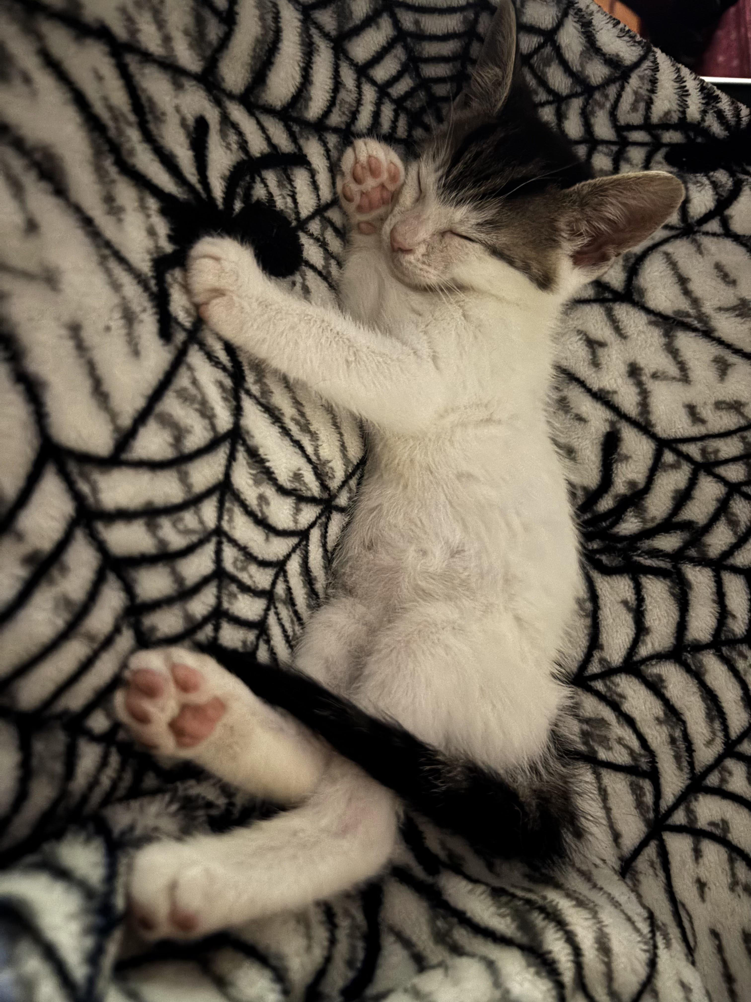 Wilson, a ADOPTABLE Domestic Short Hair in Haddon Heights, NJ image 3/4