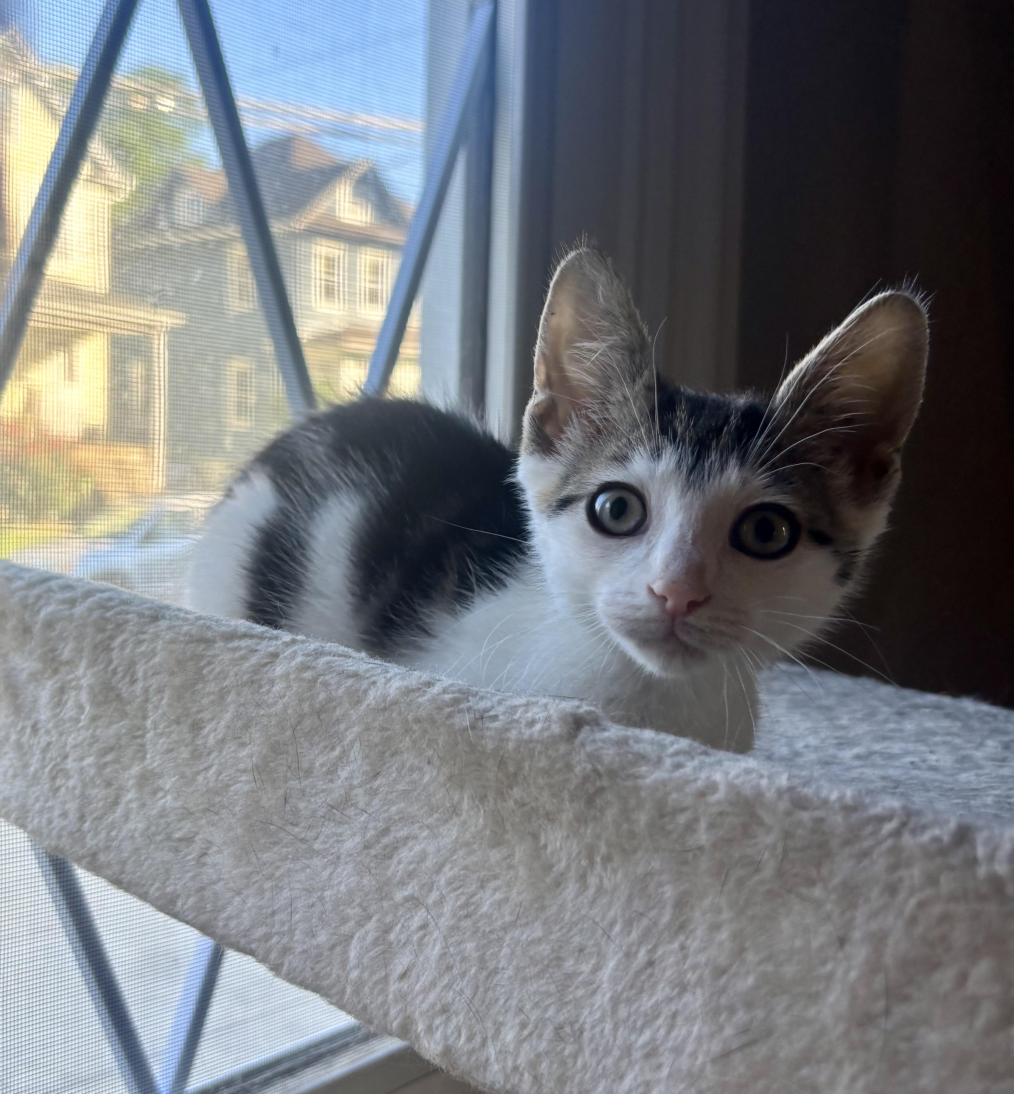 Wilson, ADOPTABLE, Kitten Male Domestic Short Hair.