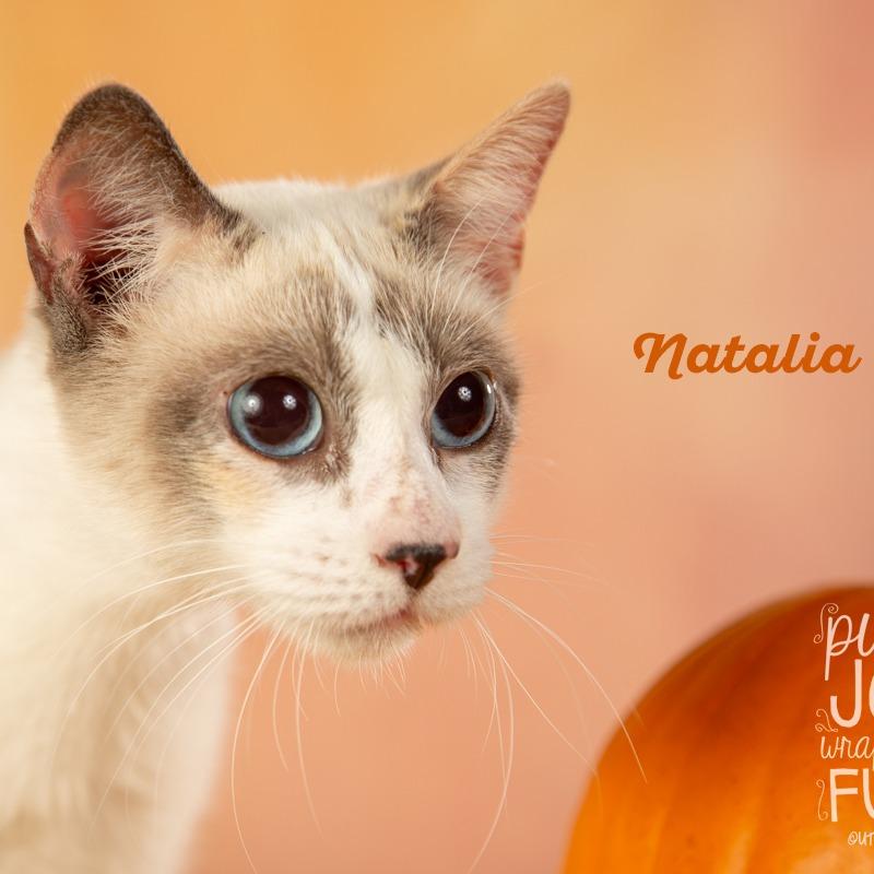 Natalia, Adoptable, Adult Female Domestic Short Hair.