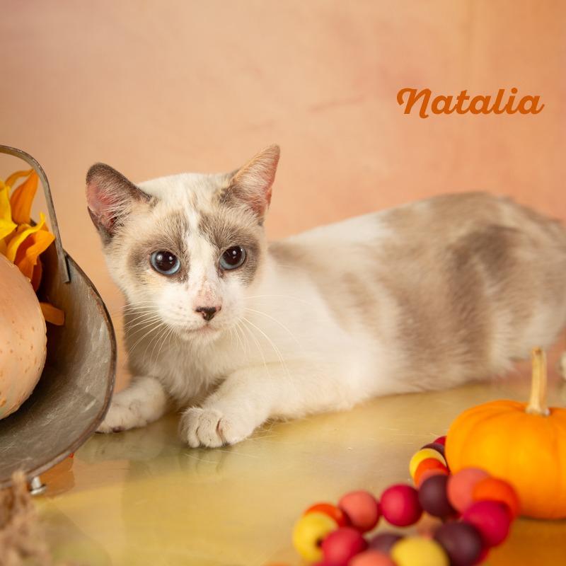 Natalia, a Adoptable Domestic Short Hair in Springfield, MO image 2/5