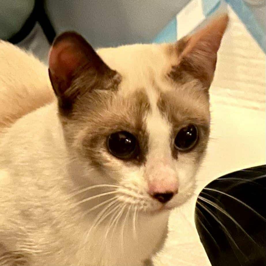 Natalia, a Adoptable Domestic Short Hair in Springfield, MO image 4/5