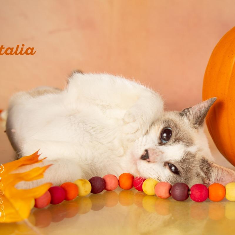 Natalia, a Adoptable Domestic Short Hair in Springfield, MO image 5/5