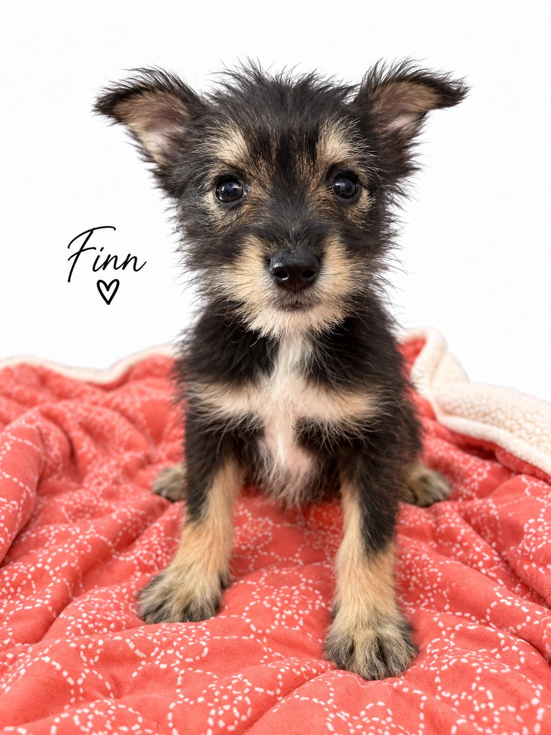 Finn, Adopted, Puppy Male Miniature Schnauzer.