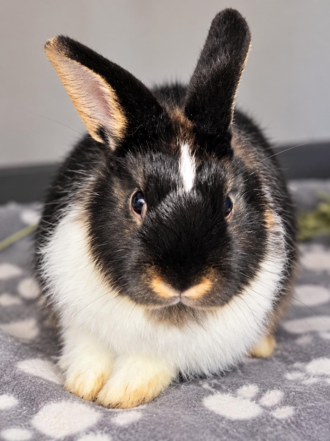 Enlarge Cinnabun, a Adoptable Dutch in Mankato, MN image 3/3