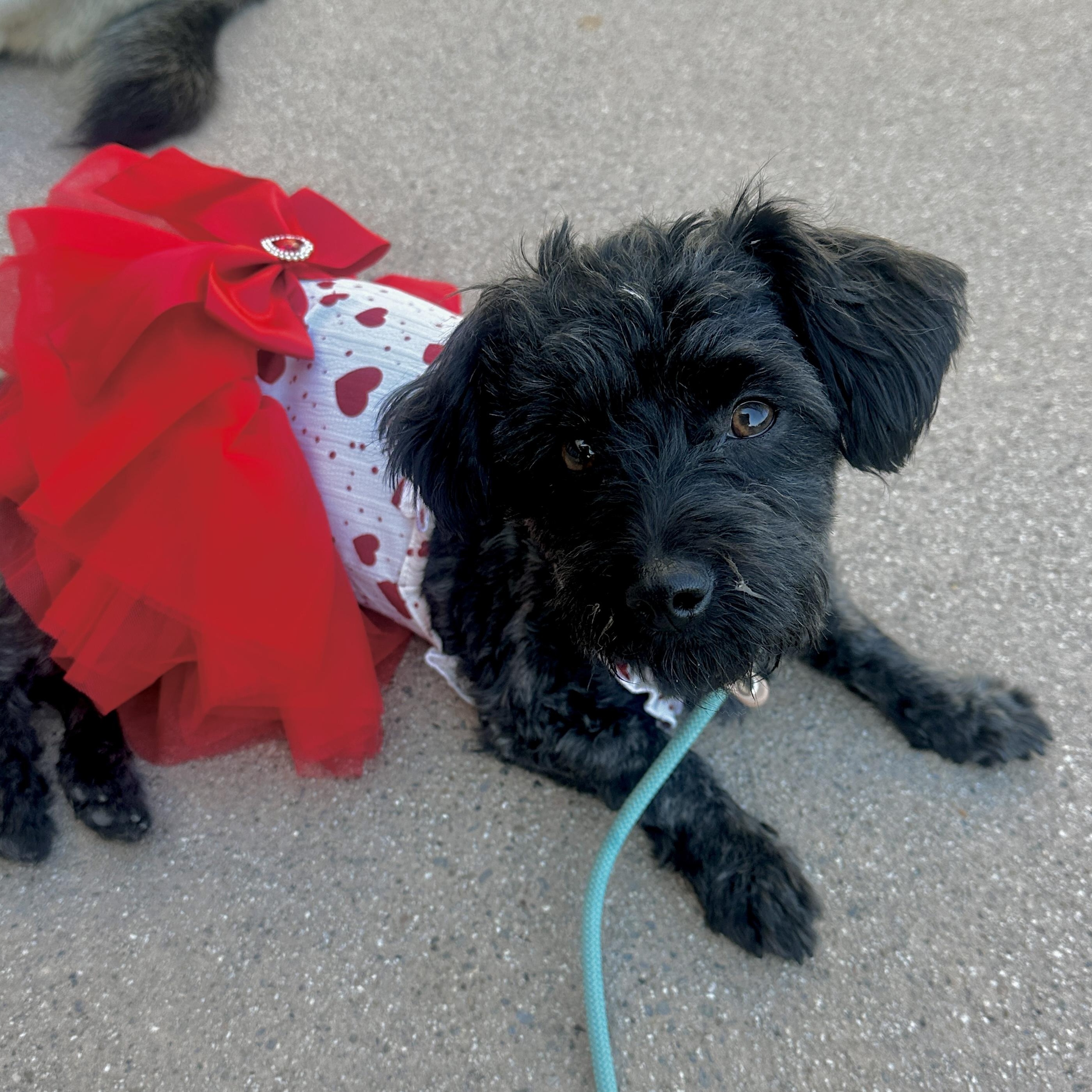 Zuzu, an adopted mixed breed in Newport Beach, CA image 1/3