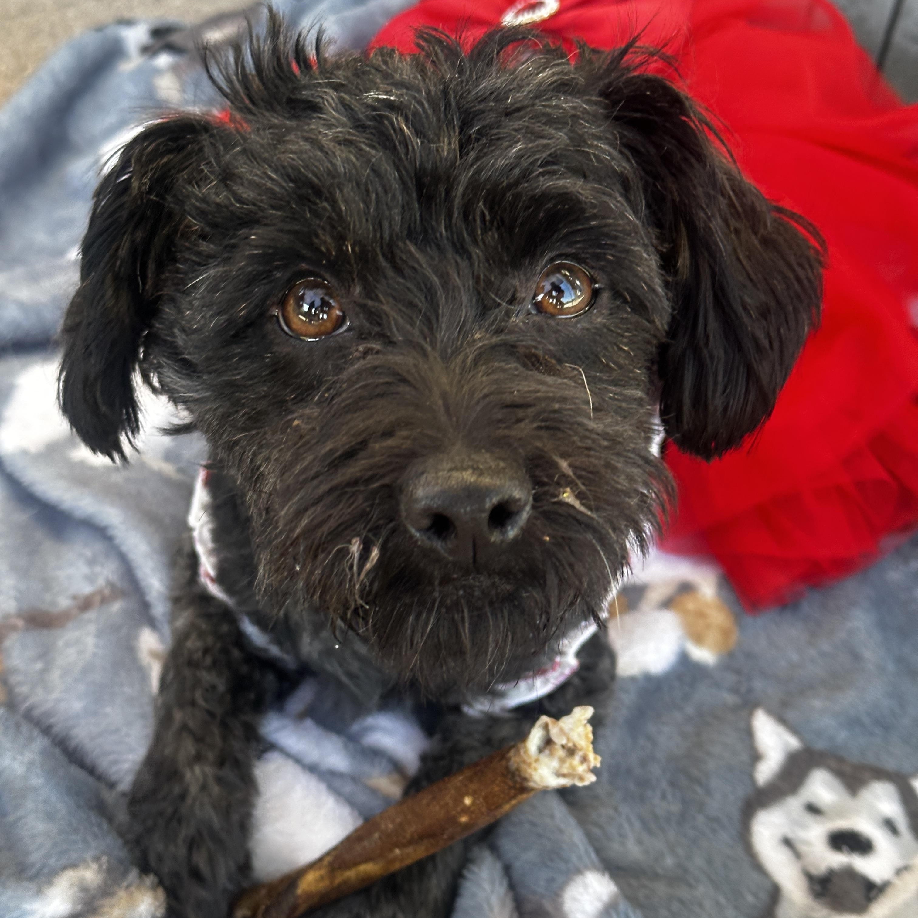 Zuzu, an adopted mixed breed in Newport Beach, CA image 2/3