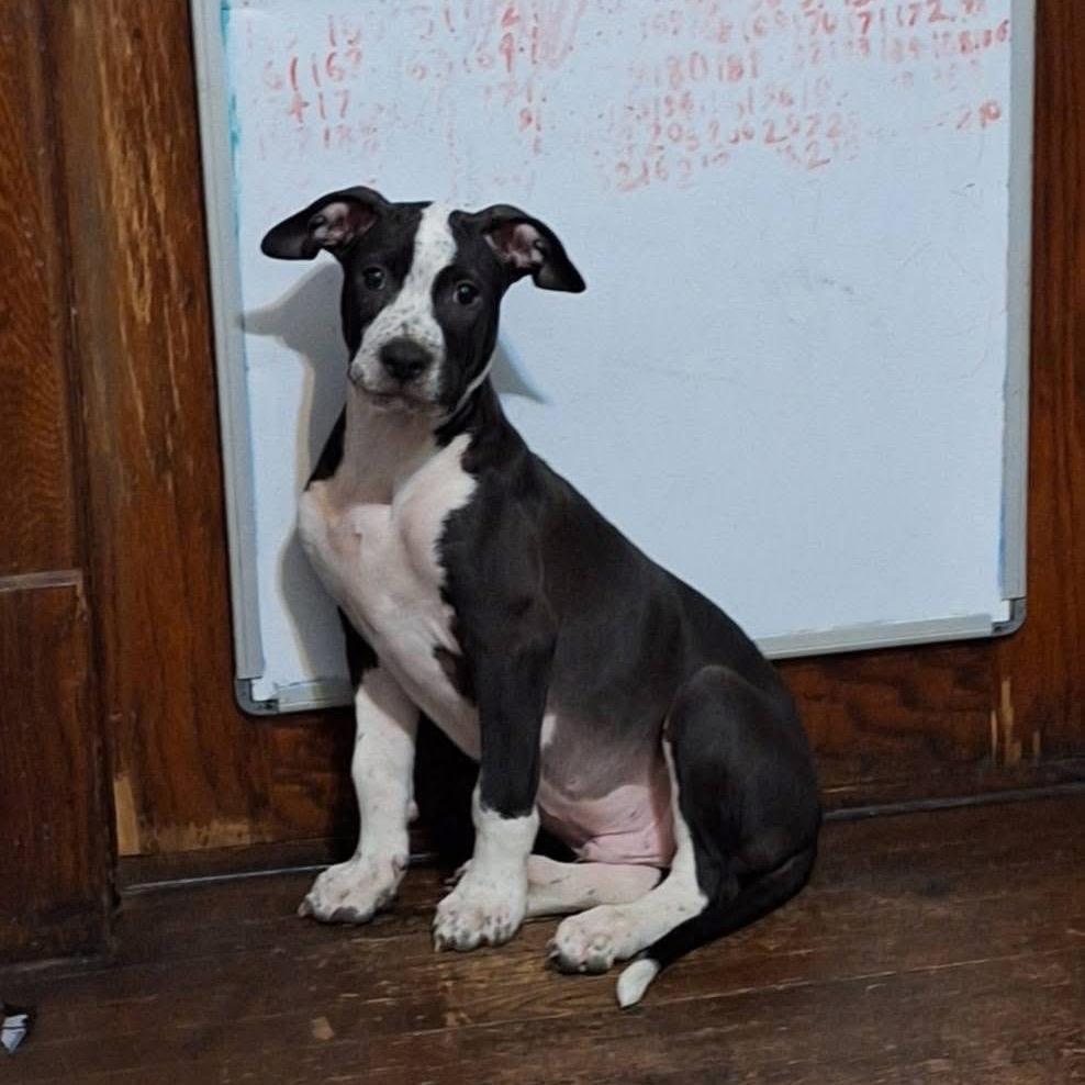 Severide, Adoptable, Young Male Pit Bull Terrier & Mixed Breed.