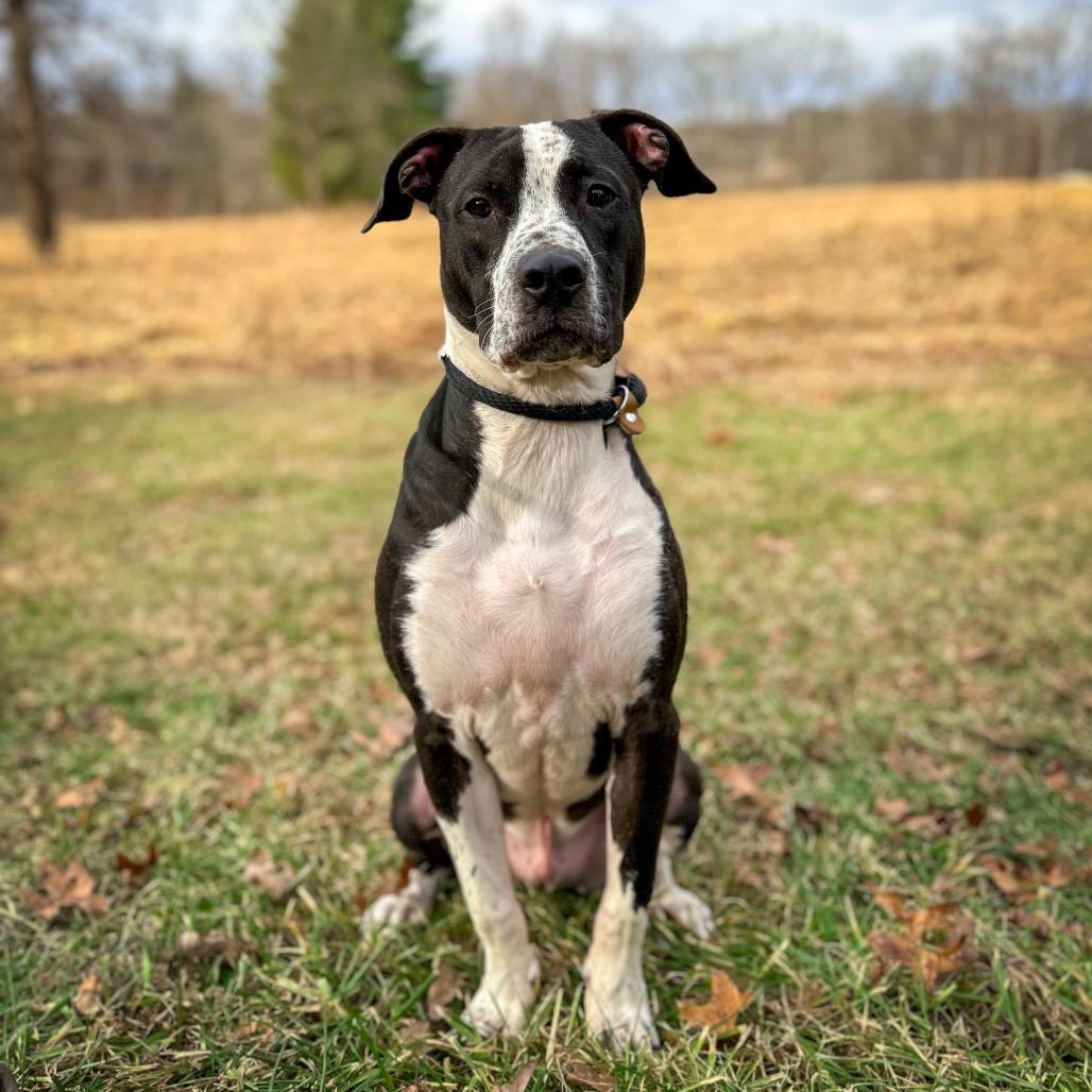 Enlarge Severide, a Adoptable mixed breed in Rocky Mount, VA image 3/6