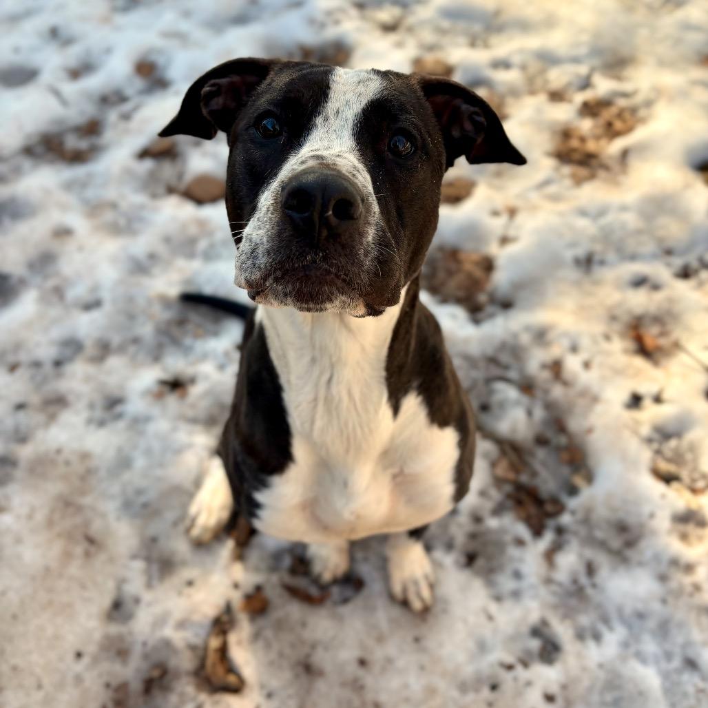 Enlarge Severide, a Adoptable mixed breed in Rocky Mount, VA image 3/6