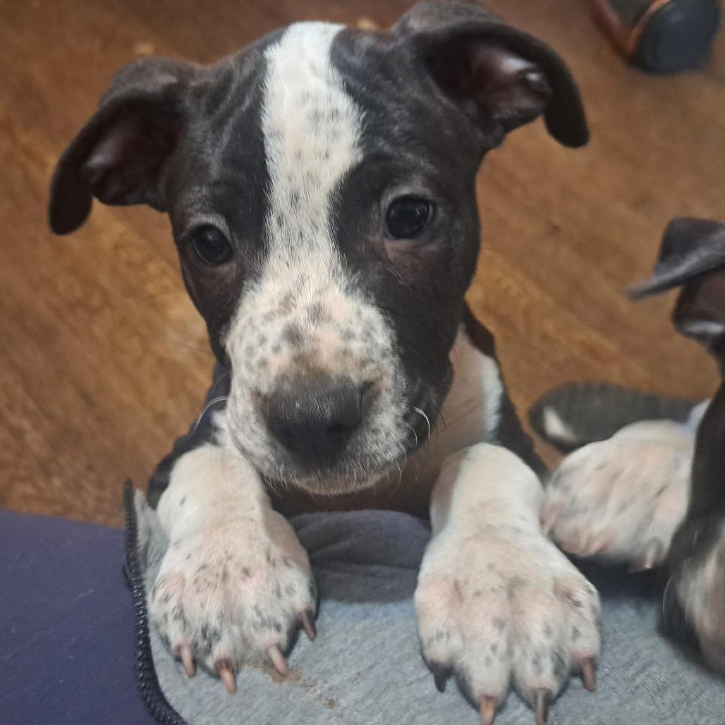 Enlarge Severide, a Adoptable mixed breed in Rocky Mount, VA image 4/6